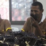 Madagascar : le gouvernement maintient le prix plancher de la vanille à 250 dollars le kilo