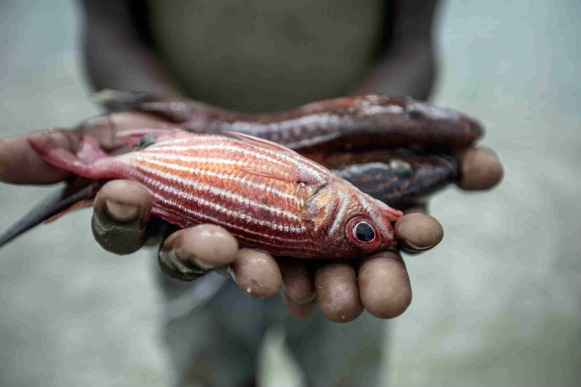 Economie: le secteur halieutique à Madagascar perd plus de 80 millions de dollars