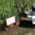 transformation du riz au Burkina
