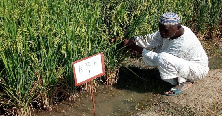 transformation du riz au Burkina