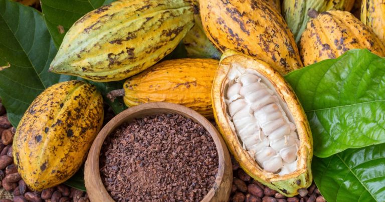 Chute du prix du cacao ivoirien pour les planteurs