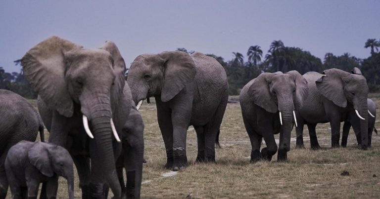 Les éléphants au Kenya , un festival pour leur dénomination en août