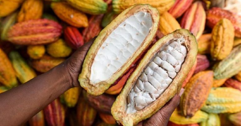 Côte d’Ivoire : tensions entre le Conseil Café-Cacao et les organisations paysannes