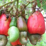 Côte d’Ivoire : la colère monte chez les transformateurs de noix de cajou