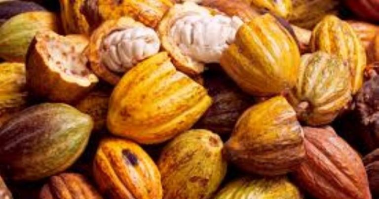 Cacao ivoirien : des broyeurs-exportateurs appelés à augmenter leur capacité de transformation