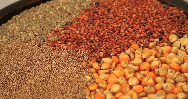 Insuffisance de stocks de céréales : l’Afrique de l'Ouest aux bords du chao