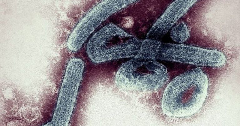 Virus Marburg détecté au Ghana, le Togo alerté