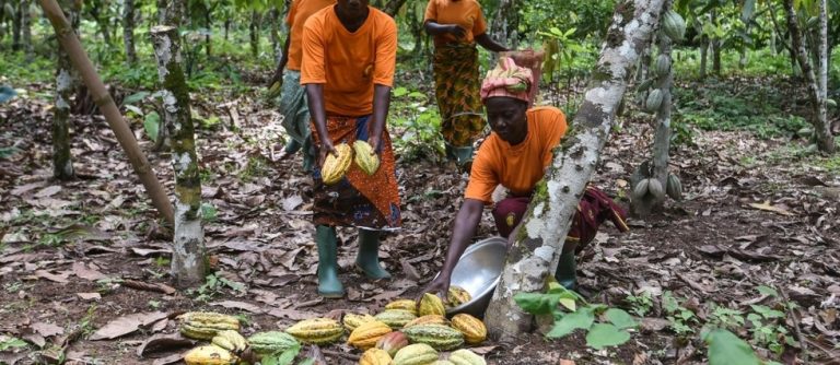Campagne 2022-2023 : les producteurs de cacao préoccupés