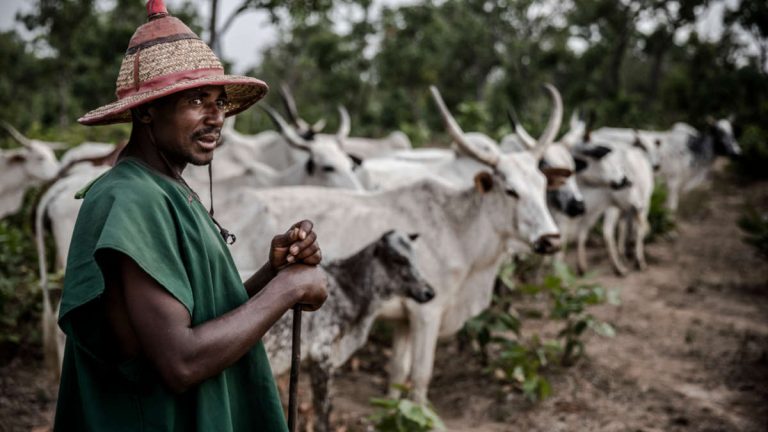 Drame : Spirales de violences au Tchad entre éleveurs et agriculteurs
