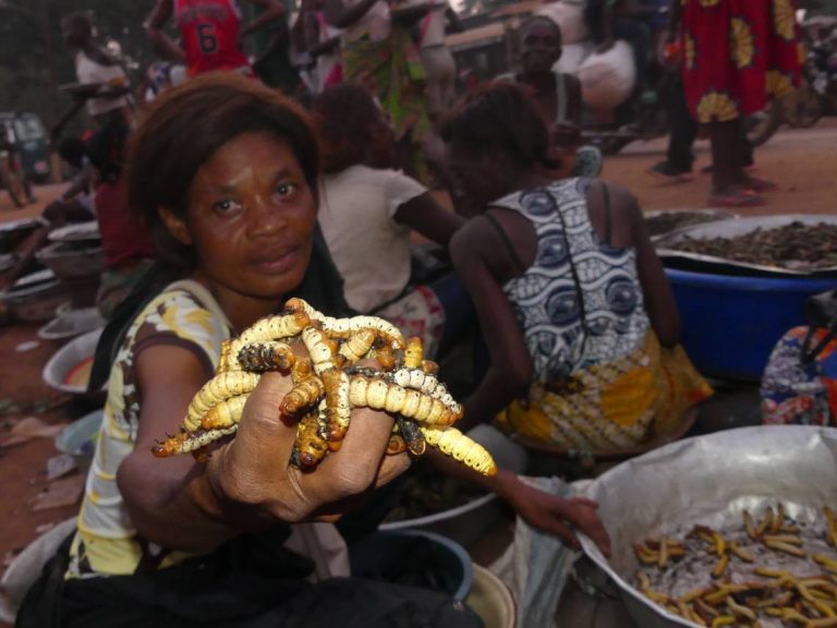 Chenilles Makongos en Vedette : découvrez la tendance culinaire de la saison en Centrafrique