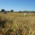 Madagascar : Les paysans de Bas Mangoky victimes de spoliation ?