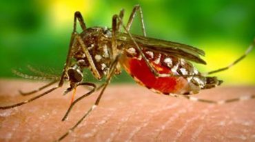 Combat sans relâche : Les chercheurs Malgaches face à l'ascension du Paludisme