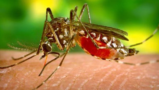 Combat sans relâche : Les chercheurs Malgaches face à l'ascension du Paludisme
