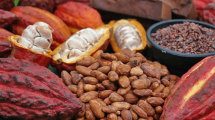 Révolution du Cacao : Des prix record redessinent le marché agricole malgache