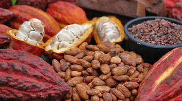 Révolution du Cacao : Des prix record redessinent le marché agricole malgache