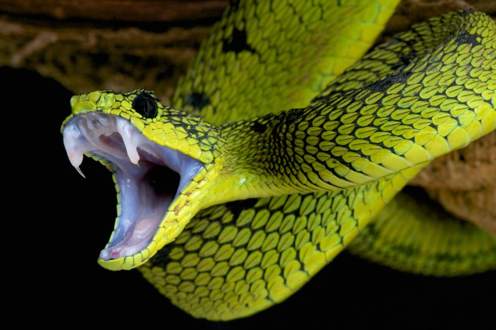 Changements climatiques : des migrations massives de serpents venimeux à craindre en Afrique
