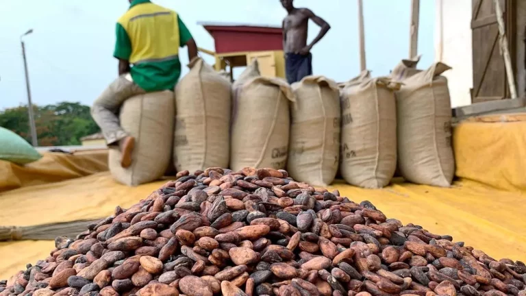 certification du Cacao pour les producteurs ivoiriens