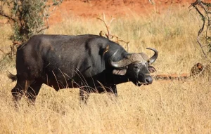 animaux sauvages: la Namibie choisit une solution délicate contre la sécheresse