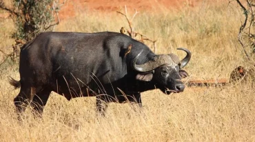 animaux sauvages: la Namibie choisit une solution délicate contre la sécheresse