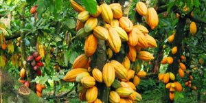 Cocobod : le Ghana perd 160 000 tonnes lors de la saison 2023/2024