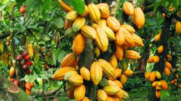 Cocobod : le Ghana perd 160 000 tonnes lors de la saison 2023/2024