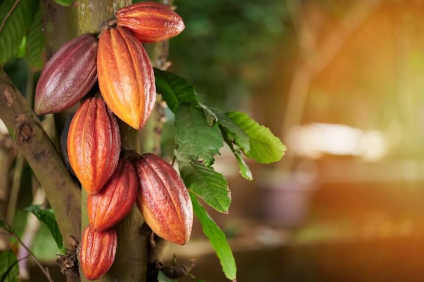 Filière cacao : la Côte d'Ivoire face aux défis d’un marché en mutation