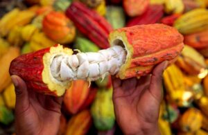 Cacao ivoirien : un prix record qui cache de profonds défis