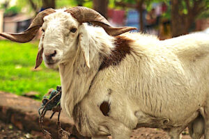 la Tabaski 2025 approche : le Niger sacrifie ses exportations pour stabiliser les prix