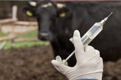 Fièvre aphteuse : l’Afrique du Sud face à une crise sanitaire à haut risque économique