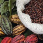 Forêts sous protection : voici la la recette camerounaise 