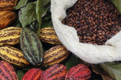 Forêts sous protection : voici la la recette camerounaise 