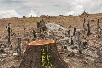 Déforestation et crise hydrique : l’Afrique de l’Ouest en alerte