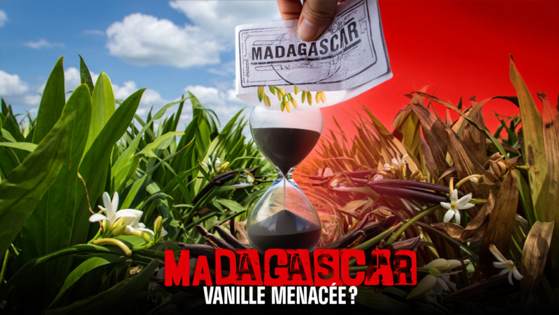 Madagascar : la filière vanille secouée par des réformes jugées précipitées