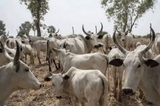 Centre du Nigeria : le meurtre d'un responsable peul ravive les fractures d'un conflit vieux de plusieurs décennies