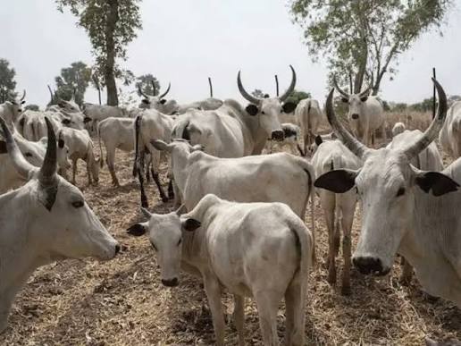 Centre du Nigeria : le meurtre d'un responsable peul ravive les fractures d'un conflit vieux de plusieurs décennies