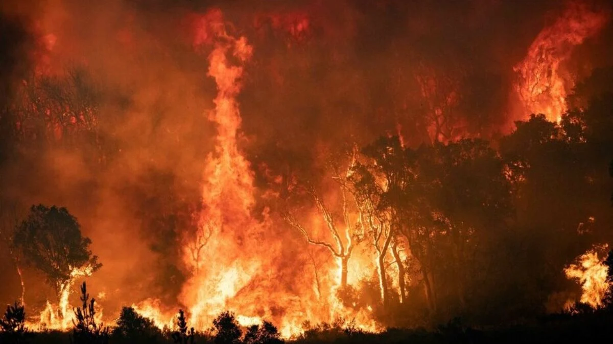 Vague d'incendies au Maghreb : Un bilan alarmant sous le feu des extrêmes climatiques