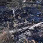 Algérie : les incendies meurtriers rappellent la vulnérabilité du nord du pays