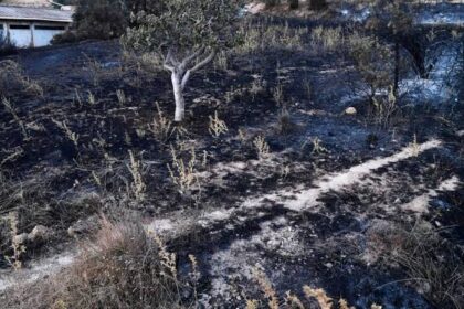Algérie : les incendies meurtriers rappellent la vulnérabilité du nord du pays