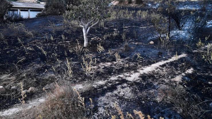 Algérie : les incendies meurtriers rappellent la vulnérabilité du nord du pays