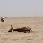 El Niño 2026 : pourquoi l’alerte de l’ONU concerne aussi l’Afrique