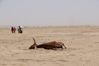 El Niño 2026 : pourquoi l’alerte de l’ONU concerne aussi l’Afrique
