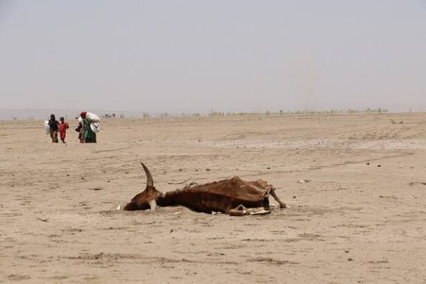 El Niño 2026 : pourquoi l’alerte de l’ONU concerne aussi l’Afrique