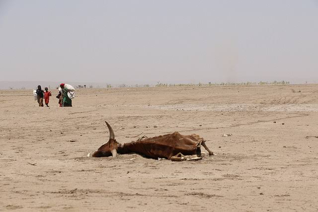 El Niño 2026 : pourquoi l’alerte de l’ONU concerne aussi l’Afrique